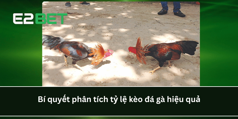 Bí quyết phân tích tỷ lệ kèo đá gà hiệu quả