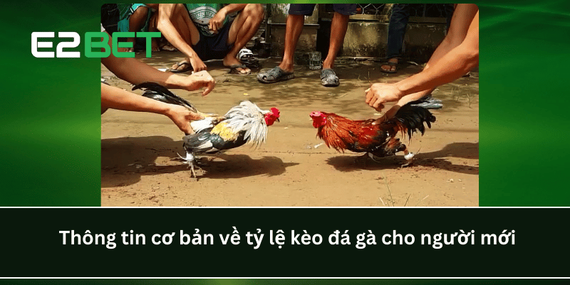 Thông tin cơ bản về tỷ lệ kèo đá gà cho người mới